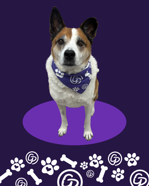 Gillian's Place Wrapped in Courage Pet Bandana