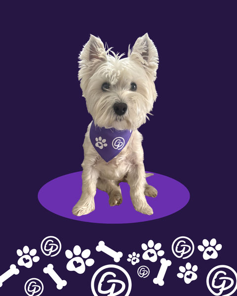 Gillian's Place Wrapped in Courage Pet Bandana