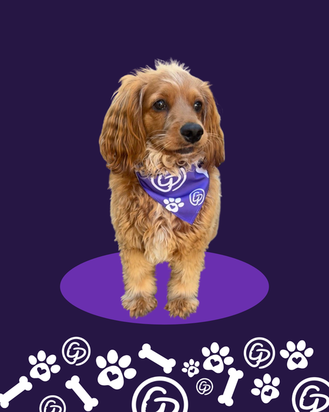 Gillian's Place Wrapped in Courage Pet Bandana